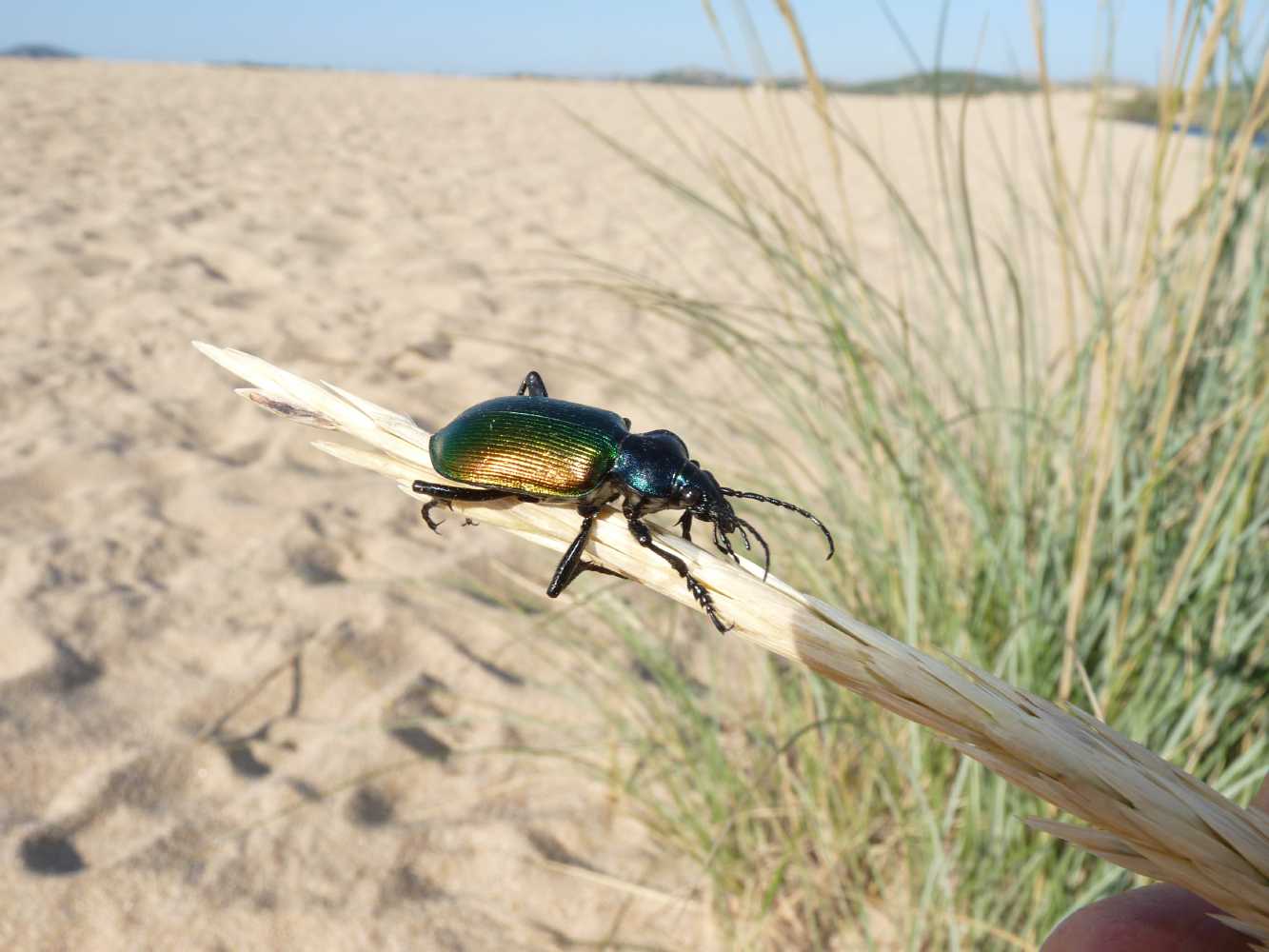 Calosoma sulla spiaggia